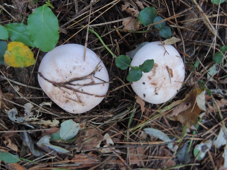 Lepista graveolens image