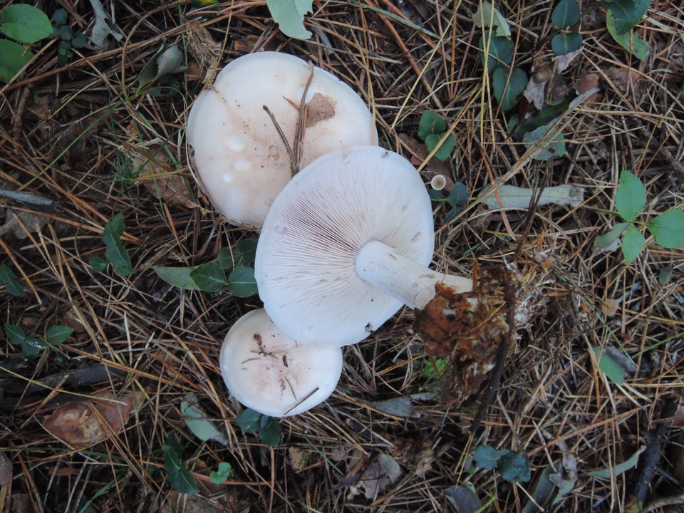 Lepista graveolens image