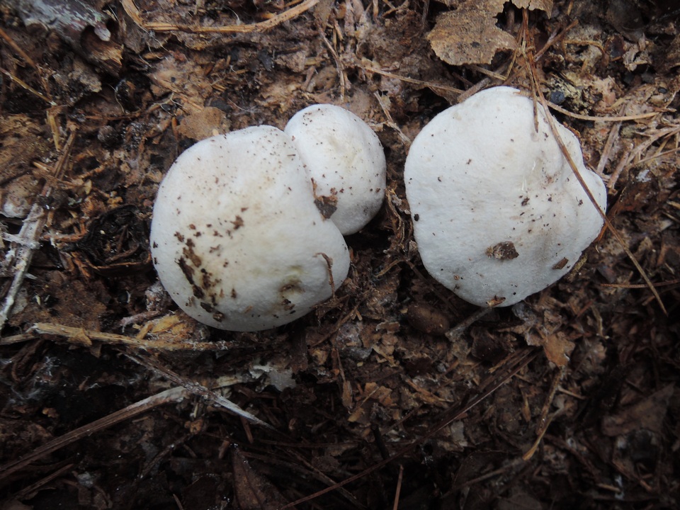Tricholoma marquettense image