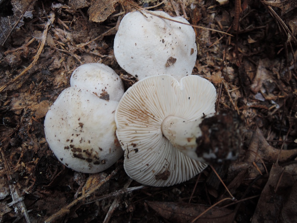 Tricholoma marquettense image