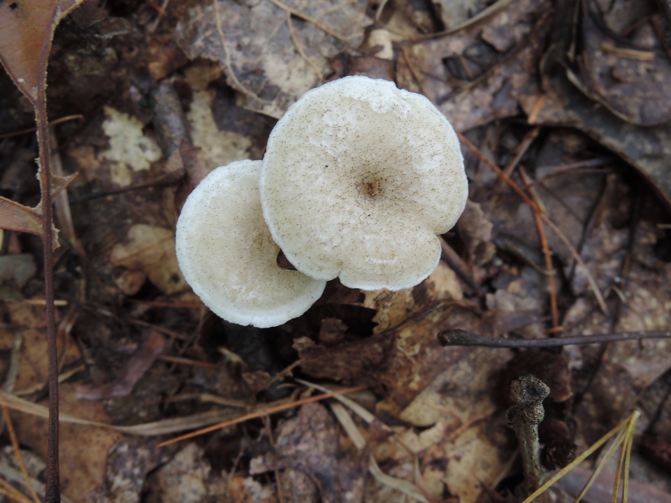 Leucocybe candicans image