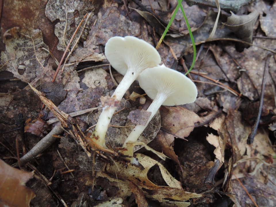 Leucocybe candicans image