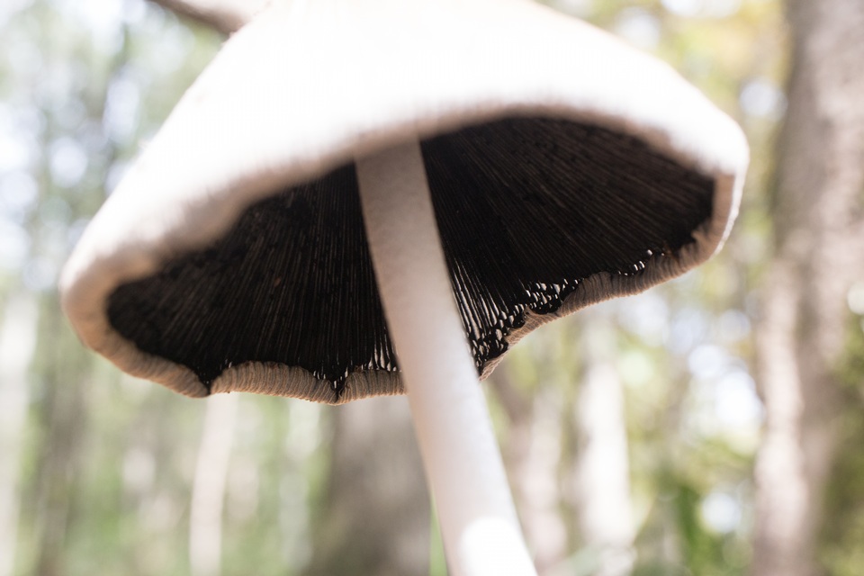 Coprinopsis alopecia image