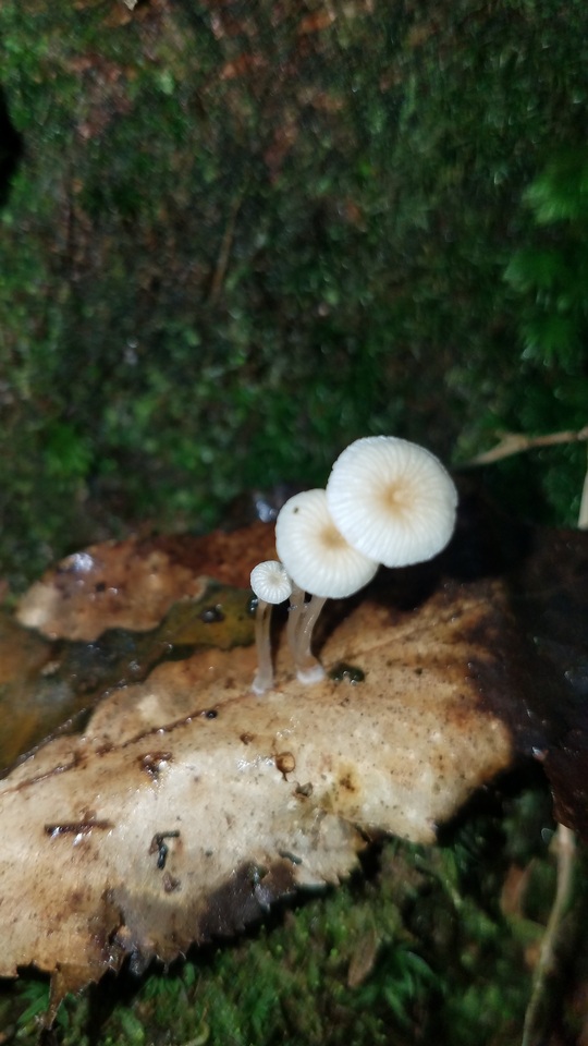 Mycena guzmanii image