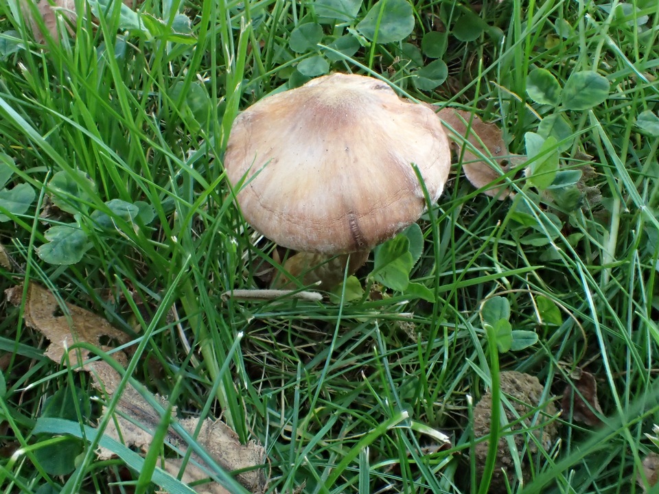 Cortinarius hinnuleus image
