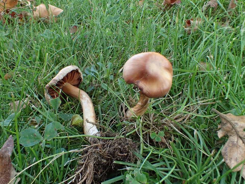 Cortinarius hinnuleus image