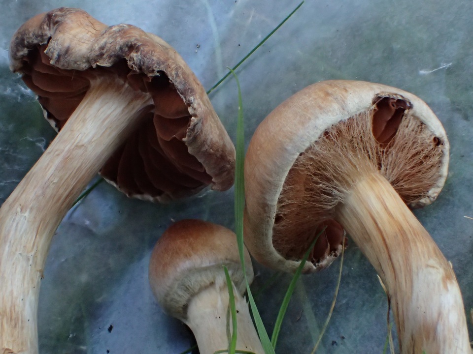 Cortinarius hinnuleus image