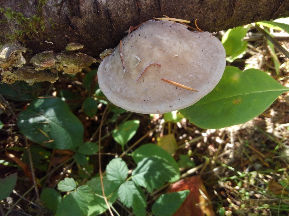 Tyromyces galactinus image