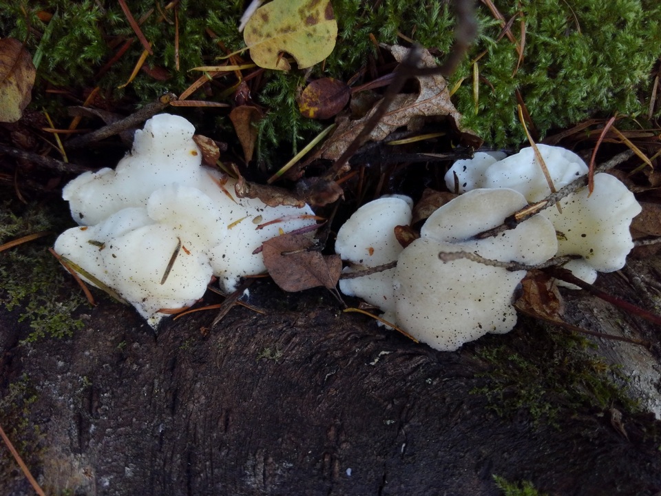 Tyromyces galactinus image