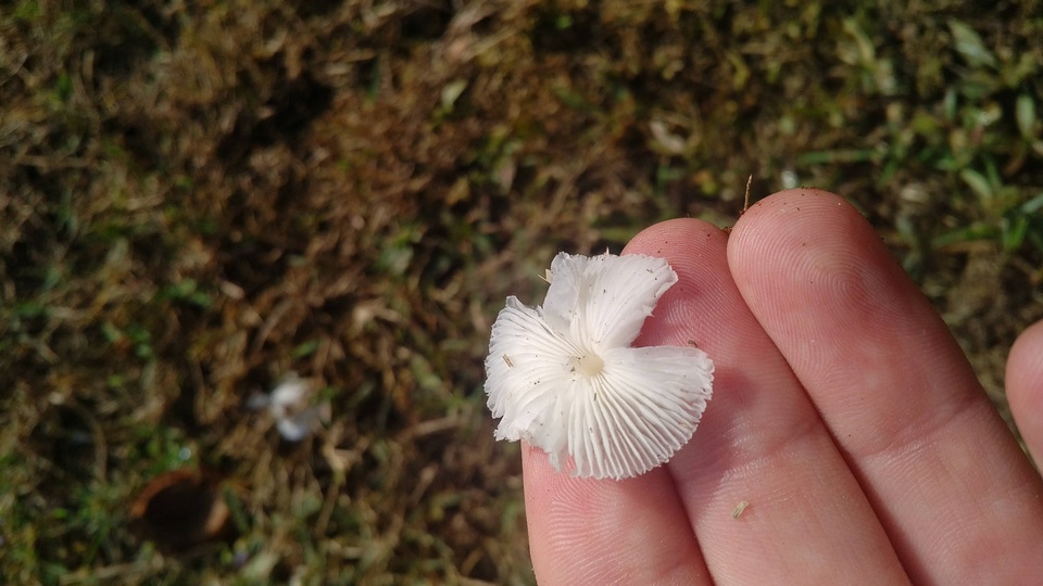 Leucocoprinus longistriatus image