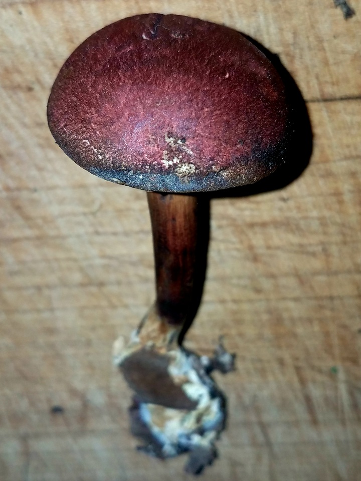 Boletellus pseudochrysenteroides image