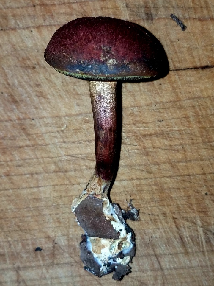 Boletellus pseudochrysenteroides image