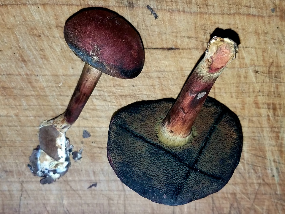 Boletellus pseudochrysenteroides image