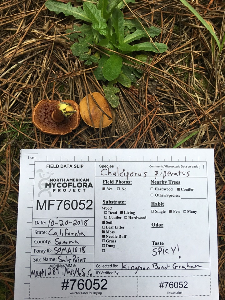 Chalciporus piperatus var. amarellus image
