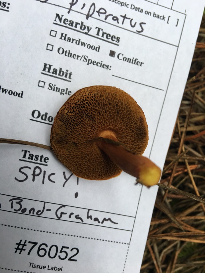 Chalciporus piperatus var. amarellus image