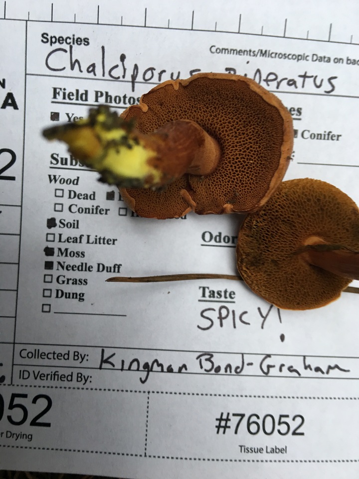 Chalciporus piperatus var. amarellus image