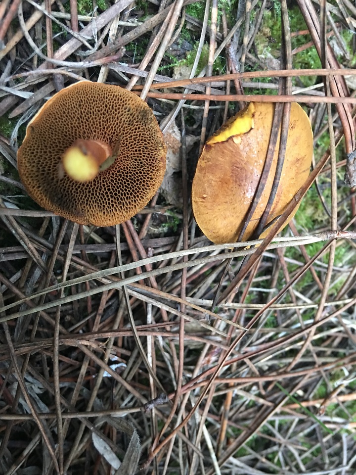 Chalciporus piperatus var. amarellus image