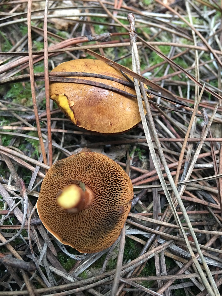 Chalciporus piperatus var. amarellus image