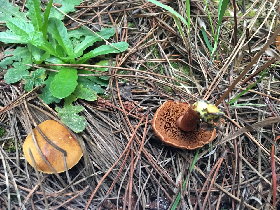 Chalciporus piperatus var. amarellus image