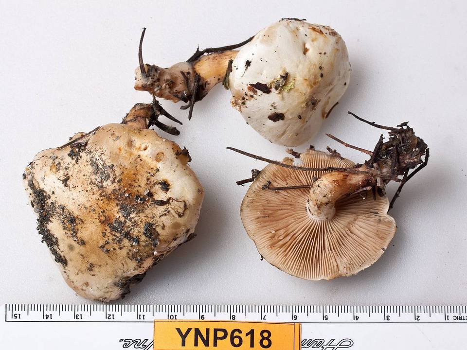 Pholiota olivaceophylla image