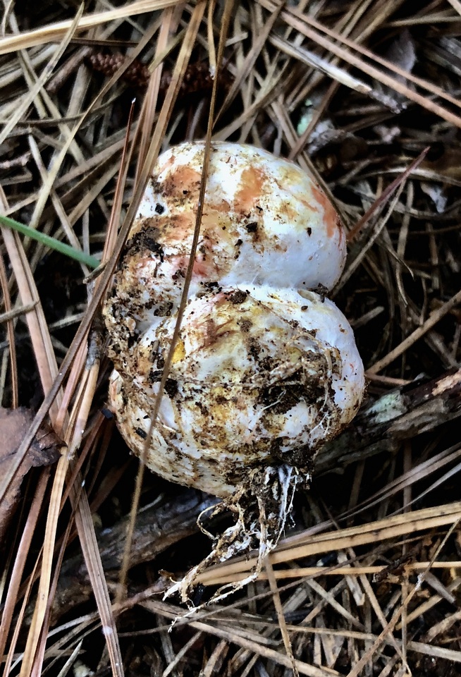 Rhizopogon evadens image