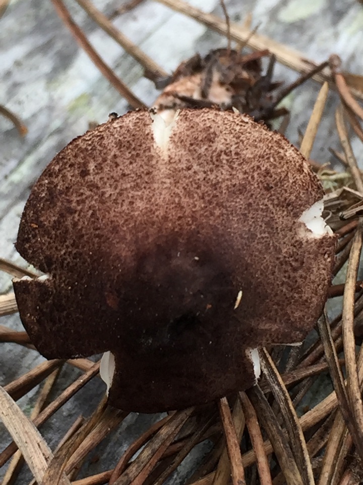 Leucoagaricus flammeotinctoides image