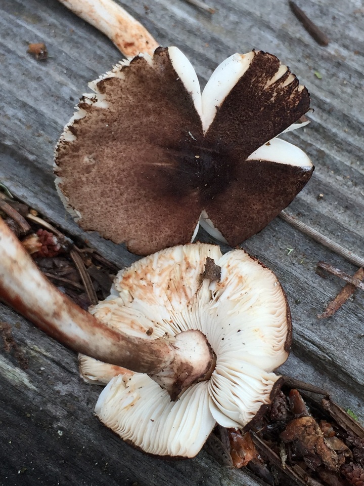 Leucoagaricus flammeotinctoides image