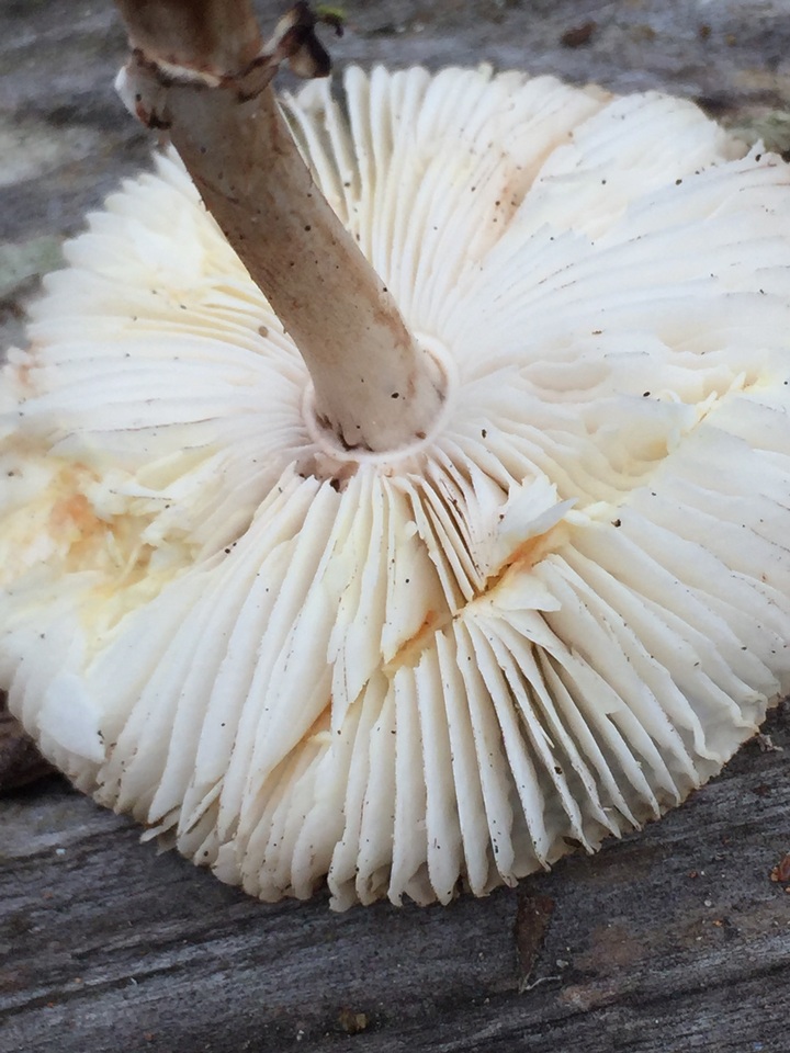 Leucoagaricus flammeotinctoides image