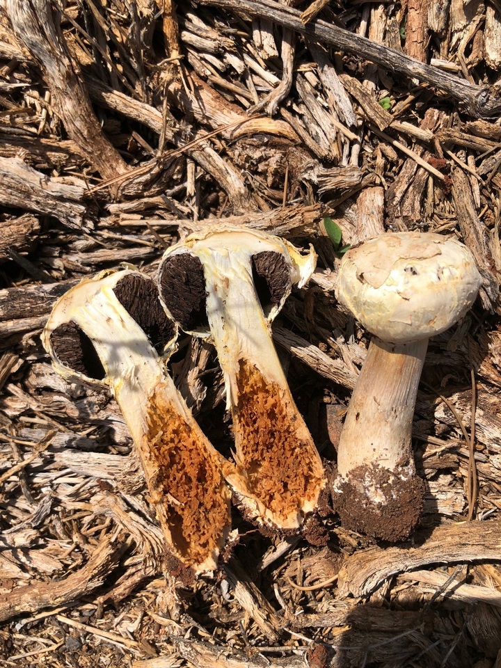 Agaricus evertens image