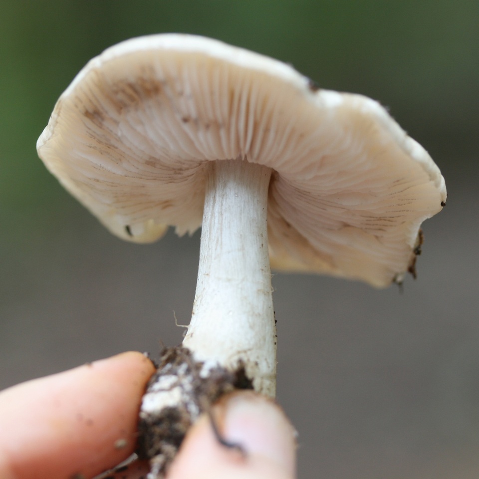 Tricholoma olivaceobrunneum image