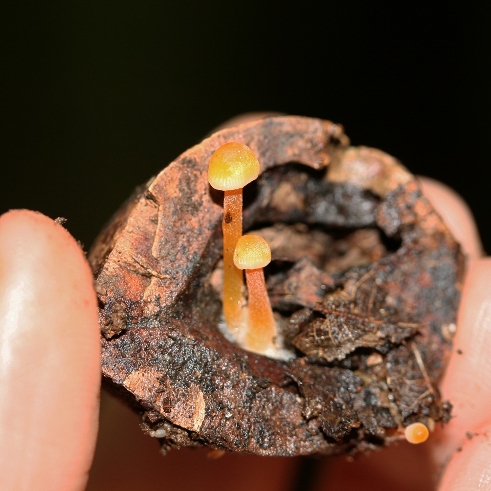 Mycena crocea image
