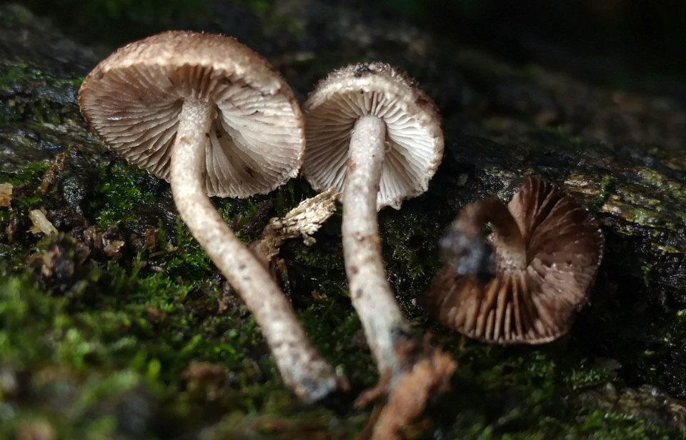 Cystoagaricus hirtosquamulosus image