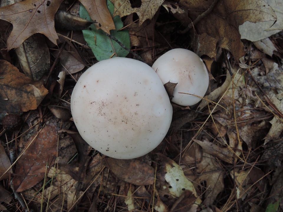 Lepista graveolens image