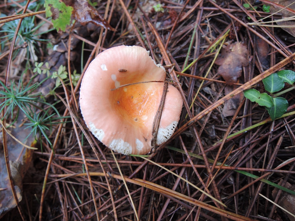 Russula risigallina image
