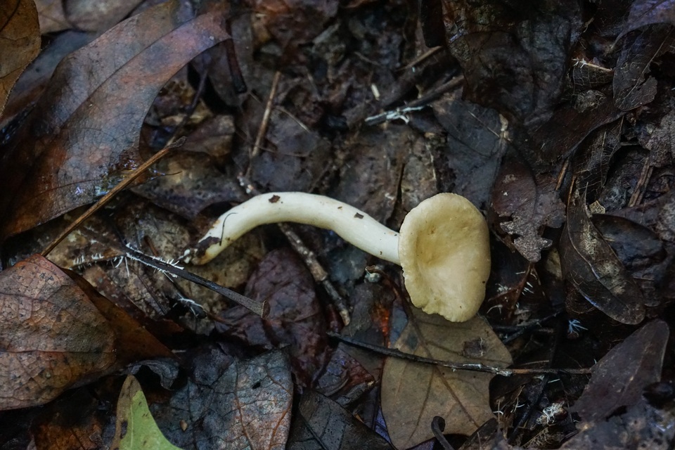 Lactarius fumosus var. fumosus image