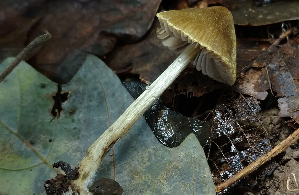 Entoloma flavoviride image