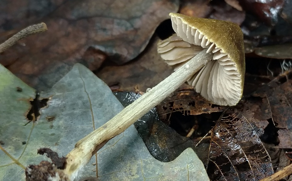 Entoloma flavoviride image
