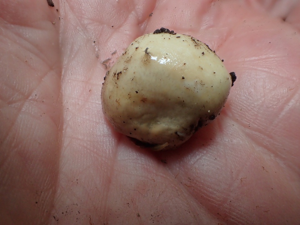 Leucogaster citrinus image