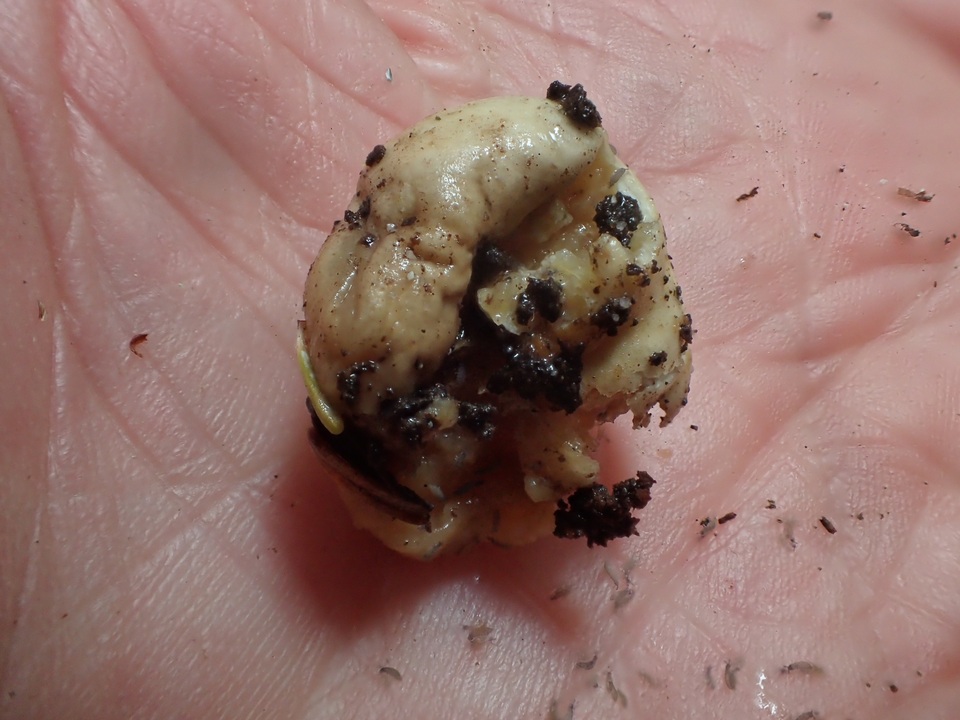 Leucogaster citrinus image