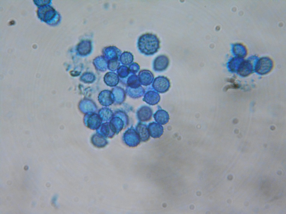 Leucogaster citrinus image