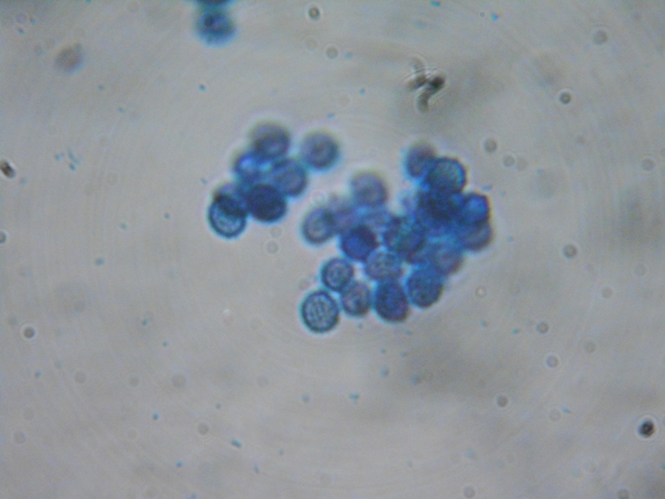 Leucogaster citrinus image