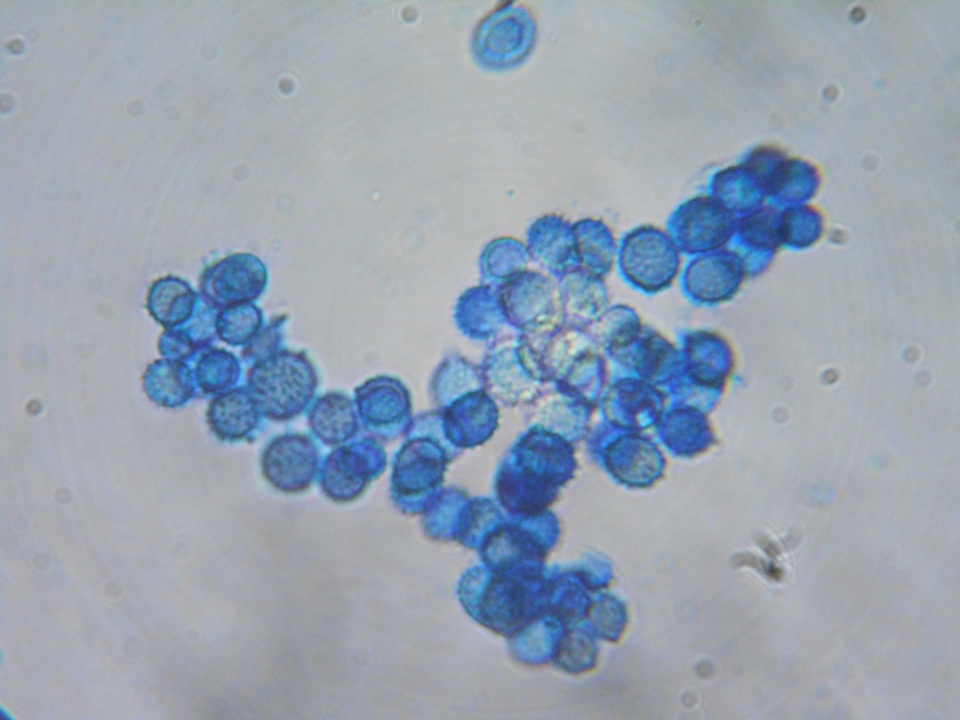 Leucogaster citrinus image