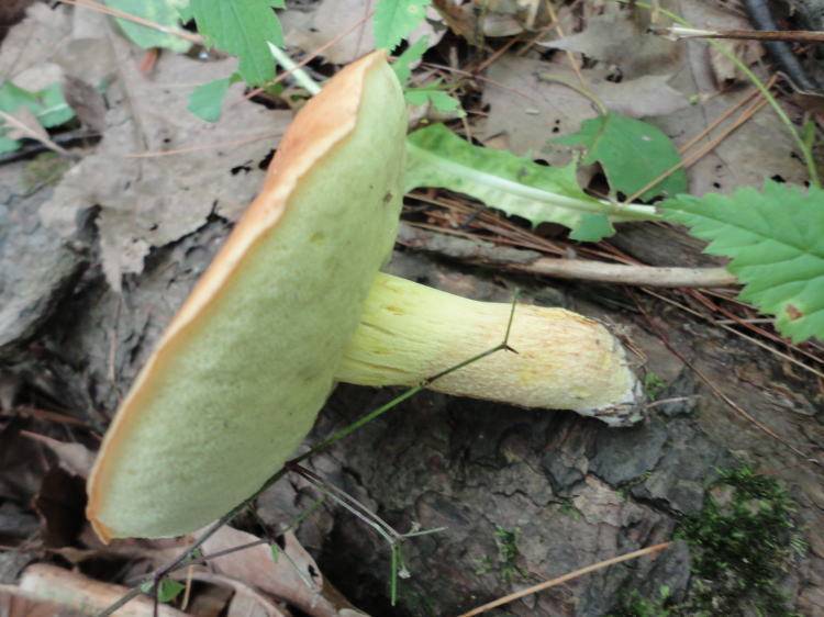 Leccinum subglabripes image