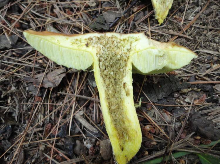 Leccinum subglabripes image