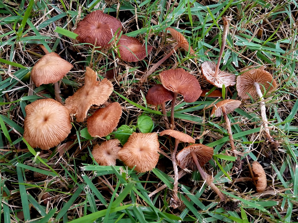 Collybiopsis subpruinosa image