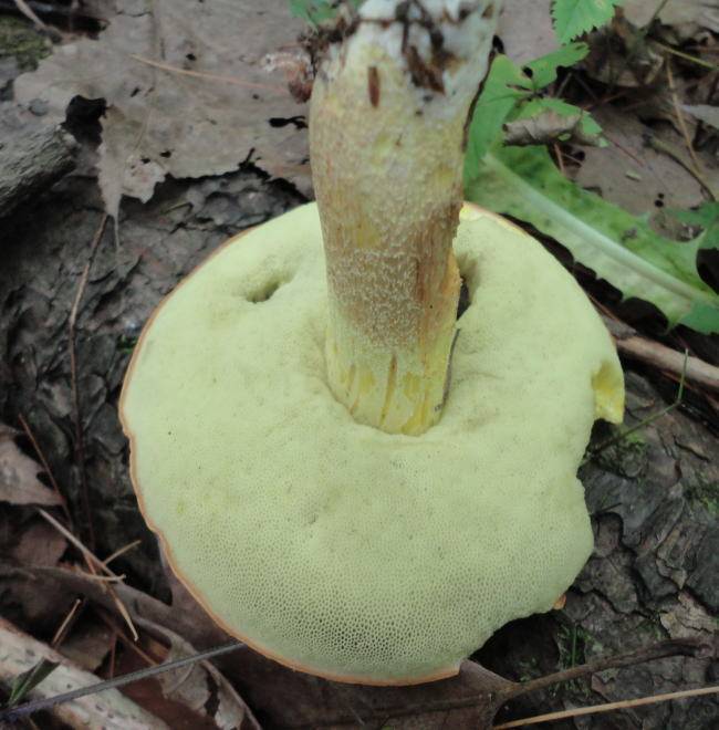 Leccinum subglabripes image