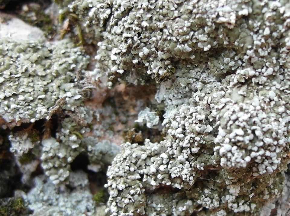 Solenopsora cesatii image