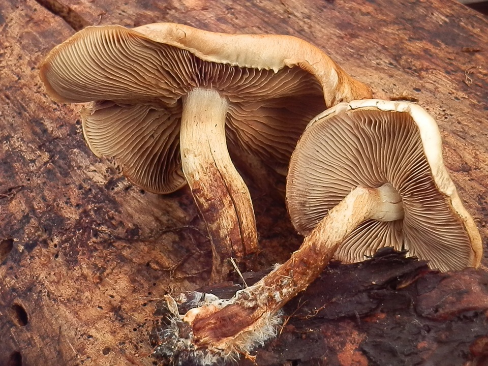 Pholiota rufodisca image