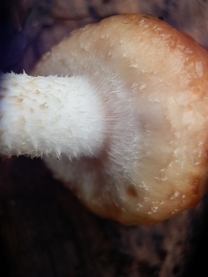 Pholiota rufodisca image