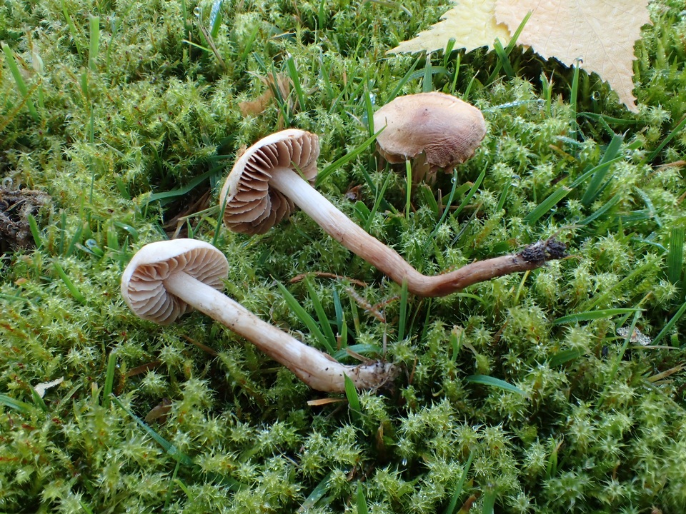 Hebeloma sacchariolens image